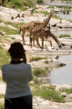 Rekero Camp, Masai Mara National Reserve, Kenya