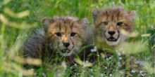cheetah cubs