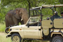 Rhino Walking Safaris - Drive with Elephants