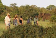 Rhino Walking Safaris - Walking with Elephants