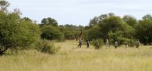 Rhino Walking Safaris - Walking with Giraffes