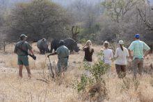 Rhino Walking Safaris - Walking with Rhino