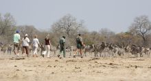 Rhino Walking Safaris - Walking with Zebras