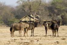 Rhino Walking Safaris - Wildebeests