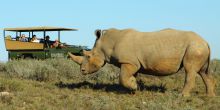 Shamwari Riverdene Lodge - rhino on safari