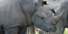 Pilanesberg Safari - White Rhino