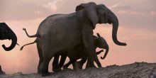 Robin Pope Walking Safari elephants at dusk