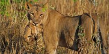 Robin Pope Walking Safari mom and cub