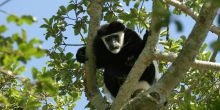 Colobus monkey in the forest at Rubondo Island Camp, Lake Victoria, Tanzania