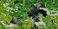 Chimpanzee in the forest at Rubondo Island Camp, Lake Victoria, Tanzania
