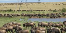 The expanses of migration herds at Maramboi Tented Camp, Tarangire National Park, Tanzania