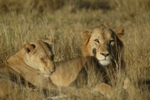 Lions at Sable Mountain Lodge, Selous National Park, Tanzania