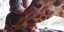 Experience an up close and personal encounter with a giraffe at the Giraffe Center, Nairobi, Kenya