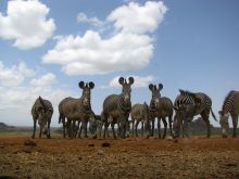 Samburu Led Luxury Walking and Camping Safari, Tumaren, Kenya