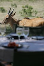 Saruni Mara, Masai Mara National Reserve, Kenya