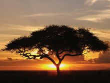 A silhouetted acacia tree at sunset at Katuma Bush Camp, Katavi National Park, Tanzania