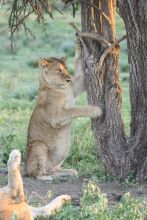 Savute Under Canvas, Linyati Wetlands, Botswana