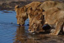 Savute Safari Lodge - Lions
