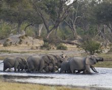 Elephants drinking at the channel at Savuti Camp, Linyati Wetlands, Botswana (Caroline Culbert)