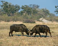 Fighting buffalo at Savuti Camp, Linyati Wetlands, Botswana (Mike Myers)