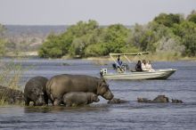 Hippos at Seba Camp, Okavango Delta, Botswana 