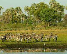 Zebras at Seba Camp, Okavango Delta, Botswana (Wilderness Safaris)
