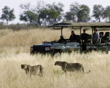 Cheetahs spotted on game drive at Selinda Camp, Linyati Wetlands, Botswana (Dana Allen)