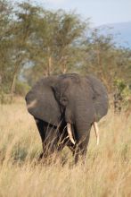 Semliki Safari Lodge, Semliki Valley Wildlife Reserve, Uganda