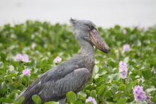 Semliki Safari Lodge, Semliki Valley Wildlife Reserve, Uganda