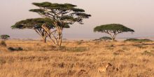 Mobile Camping - Serengeti - landscape