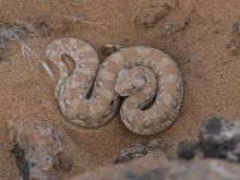 Serra Cafema, Hartmans Valley, Namibia Â© Dana Allen
