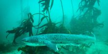 Kelp Forest Shark Dive