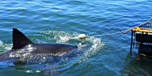 Shark Safari - Scheduled Half Day, Simontown, South Africa