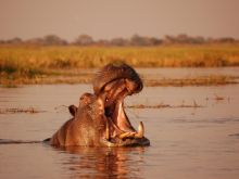 Shumba Camp, Kafue National Park, Zambia  Â© Lindi Douwenga