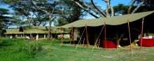 The tents nestled among the acacia trees at Serengeti Savannah Camps, Serengeti National Park, Tanzania