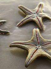 Starfish at Funzi Keys, Funzi Island, Kenya