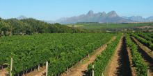 Stellenbosch is the heart of the Cape Wine Lands
