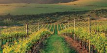 Cape Wineland Tour Scheduled Full Day, Cape Town, South Africa