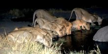 Tafika lions by night