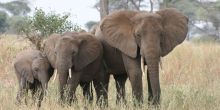 Elephants in Tarangire National Park