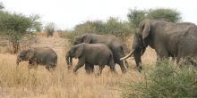 Mobile Camping - Serengeti - Elephants