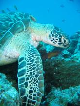 The world of coral reefs at Chumbe Island Coral Park, Zanzibar, Tanzania