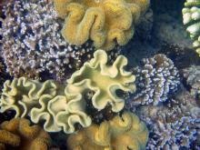 The world of coral reefs at Chumbe Island Coral Park, Zanzibar, Tanzania Â© Frida Lanshammar