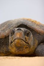 Thonga Beach Lodge - Turtle