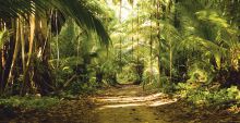 The trail through the tropical growth at Denis Island Lodge, Denis Island, Seychelles