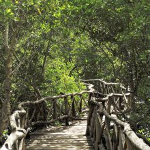 Trail through the jungle at Funzi Keys, Funzi Island, Kenya