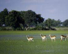 Flood plain wildlife at Tubu Tree Camp, Okavango Delta, Botswana (Dana Allen)