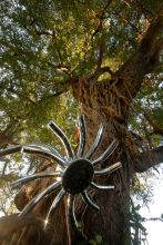 Unique outdoor shower under a stunning tree at Mwamba Bush Camp, South Luangwa National Park, Zambia