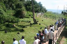 Viewing platform at Ngamba Island Tented Camp, Ngamba Island, Uganda