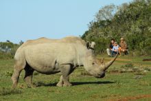 Walking safari at Shamwari Bayethe Tented Lodge, Shamwari Game Reserve, South Africa